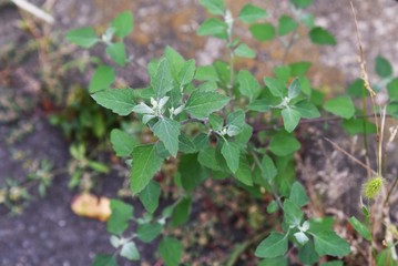 Lamb's quarter flowers / Lamb's quarter (Chenopodium album) is a roadside weed, but the young leaves are edible.