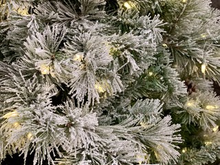 snow covered branches