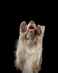 funny dog on a black background. smiling pet. Marble Border Collie posing