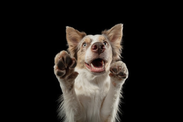 funny dog on a black background. smiling pet. Marble Border Collie posing