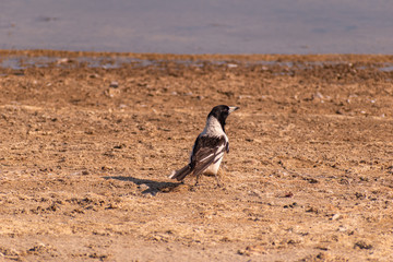 Australian magpie bird
