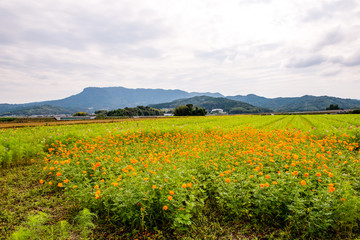 Obraz premium 三光のコスモス