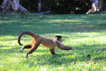 Fototapeta premium monkey in the park