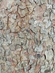 bark of a tree