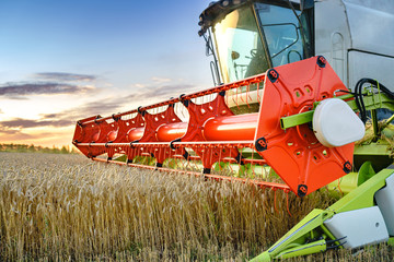 Combine harvester harvesting ripe golden wheat on the field. The image of the agricultural industry