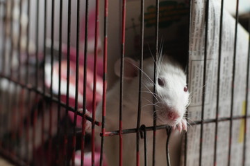 White rat looking in a cage