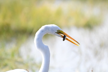 lunch in the wetlands