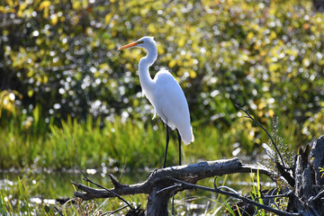 Obraz premium Great egret standing on a branch over a pound