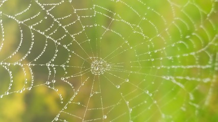 Fototapeta premium spider web with dew