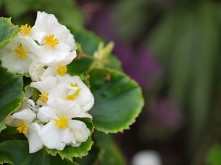 白いベゴニアの花