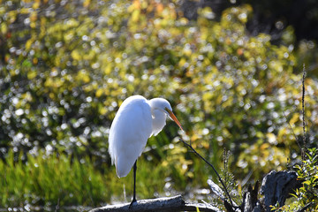 Great egret standing on a branch