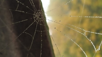 dew on spider web