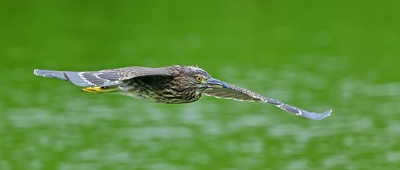 新緑映す水面をバックに優雅に飛ぶホシゴイ