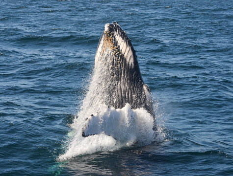 Humpback whale beginning to breach with head and fln out of water.  Close-up