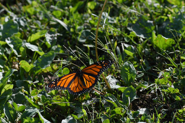 Beautiful Monarch butterfly on grass