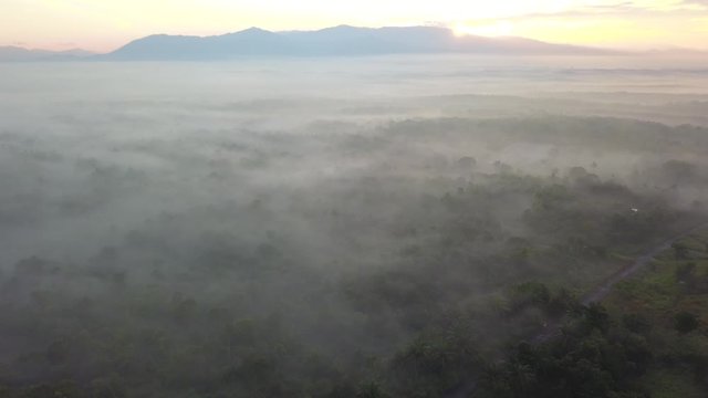 Drone shot over the jungle during fog morning during sunrise hour at MBI Desaku, Kulim, Kedah, Malaysia.