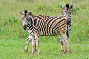 Fototapeta na wymiar Two plains zebras standing side by side at the Ubizane Wildlife Preserve, South Africa
