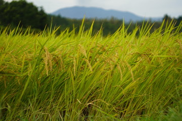 稲穂が垂れる秋