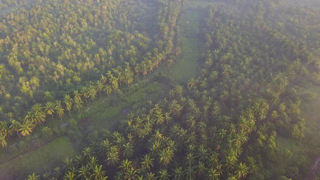 Sun light diffuse at the oil palm plantation in early misty morning near MBI Desaku, Kulim, Kedah, Malaysia.
