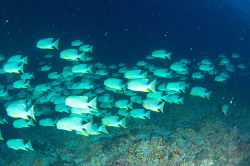 パラオ_ペリリュー_スキューバダイビング