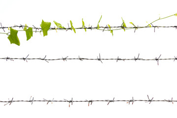 Barbed wire Isolated on a white background. Green ivy growing on barbed wire.