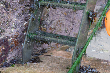 Detail of the bottom rungs of a ladder descending in to the harbour in Cornwall