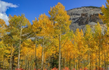 Fototapeta premium Autumn in the Colorado Rocky Mountains