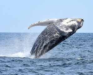 Humpback whale midway through breach with fins twisting.  