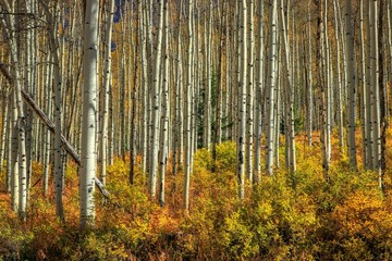 Fototapeta premium Colorado Aspen Trees