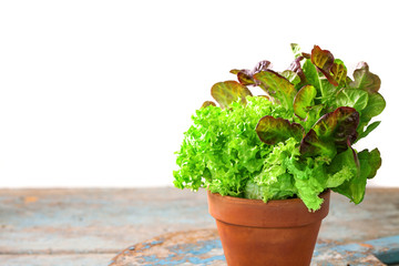 Sheet salad in a pot. Selective focus. Copy space