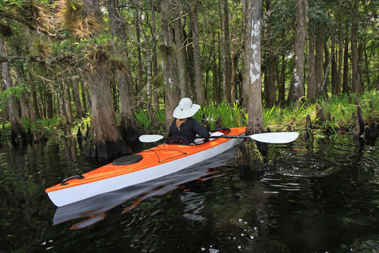 Fisheating Creek, Florida - May 2, 2015: Female kayaker observes and photographs spider lilies on creek bank in early summer.