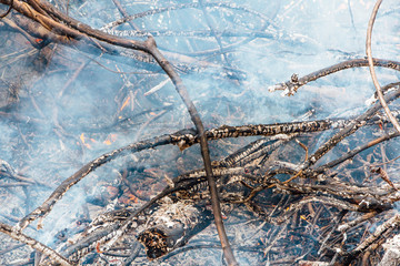 Forest fire. fallen tree is burned to the ground a lot of smoke when wildfire