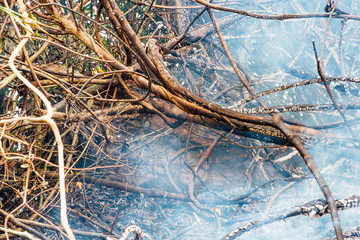 Forest fire. fallen tree is burned to the ground a lot of smoke when wildfire