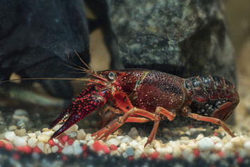 crayfish underwater