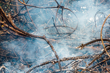 Forest fire. fallen tree is burned to the ground a lot of smoke when wildfire