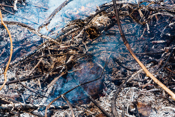 Forest fire. fallen tree is burned to the ground a lot of smoke when wildfire