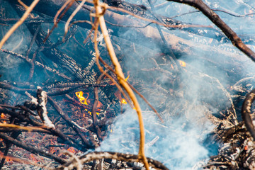 Forest fire. fallen tree is burned to the ground a lot of smoke when wildfire