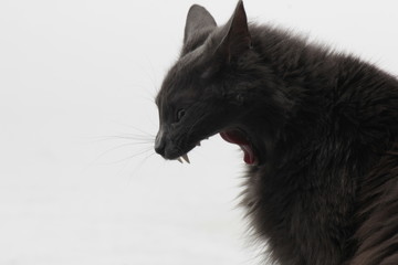 cat on white background yawn nebelung yawning gray cat