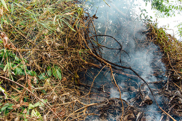 Forest fire. fallen tree is burned to the ground a lot of smoke when wildfire