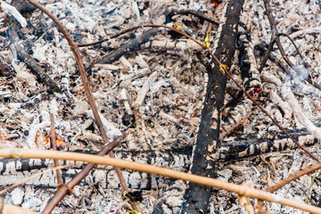 Forest fire. fallen tree is burned to the ground a lot of smoke when wildfire