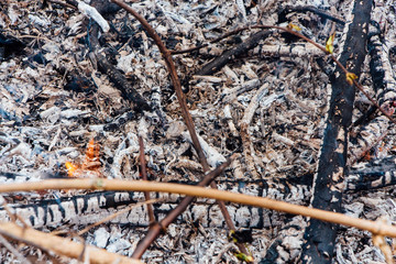 Forest fire. fallen tree is burned to the ground a lot of smoke when wildfire