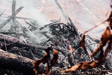 Forest fire. fallen tree is burned to the ground a lot of smoke when wildfire