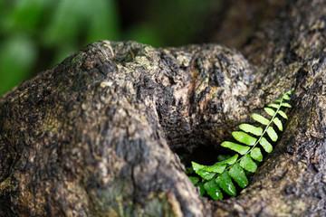 Green leaf texture for your creative layout.Nature background.
