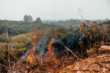 Forest fire. fallen tree is burned to the ground a lot of smoke when wildfire