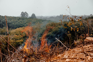 Forest fire. fallen tree is burned to the ground a lot of smoke when wildfire