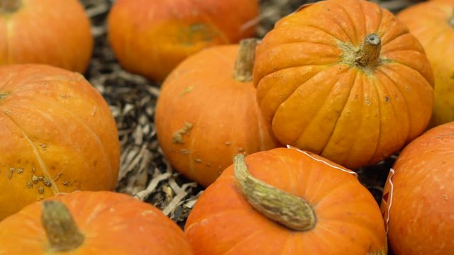 Background from yellow vegetables pan for halloween lover. A lot of beautiful pumpkin panorama collected from farm closeup and exposed against background 4K. Orange pumpkin flaunts vegetable sale fair
