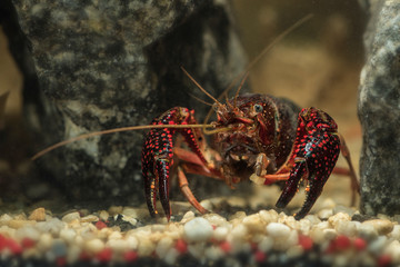 crayfish underwater
