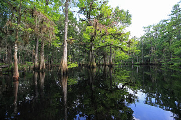 Fisheating Creek, Florida on calm early summer afternoon with perfect reflections of Cypress Trees and clouds on tranquil water.