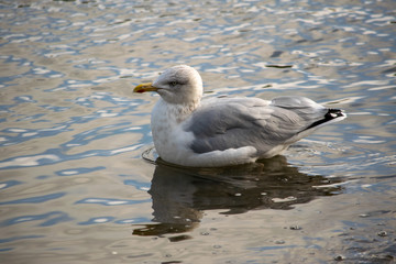 One year old seagull swimming