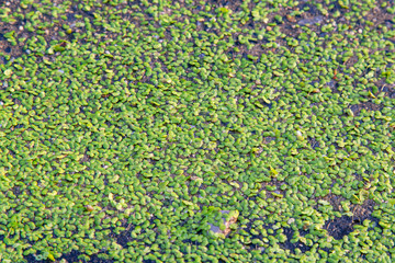 close up aquarium duckweed for background image.